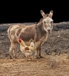 Donkey and Rooster