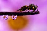 Water Drops with Bee